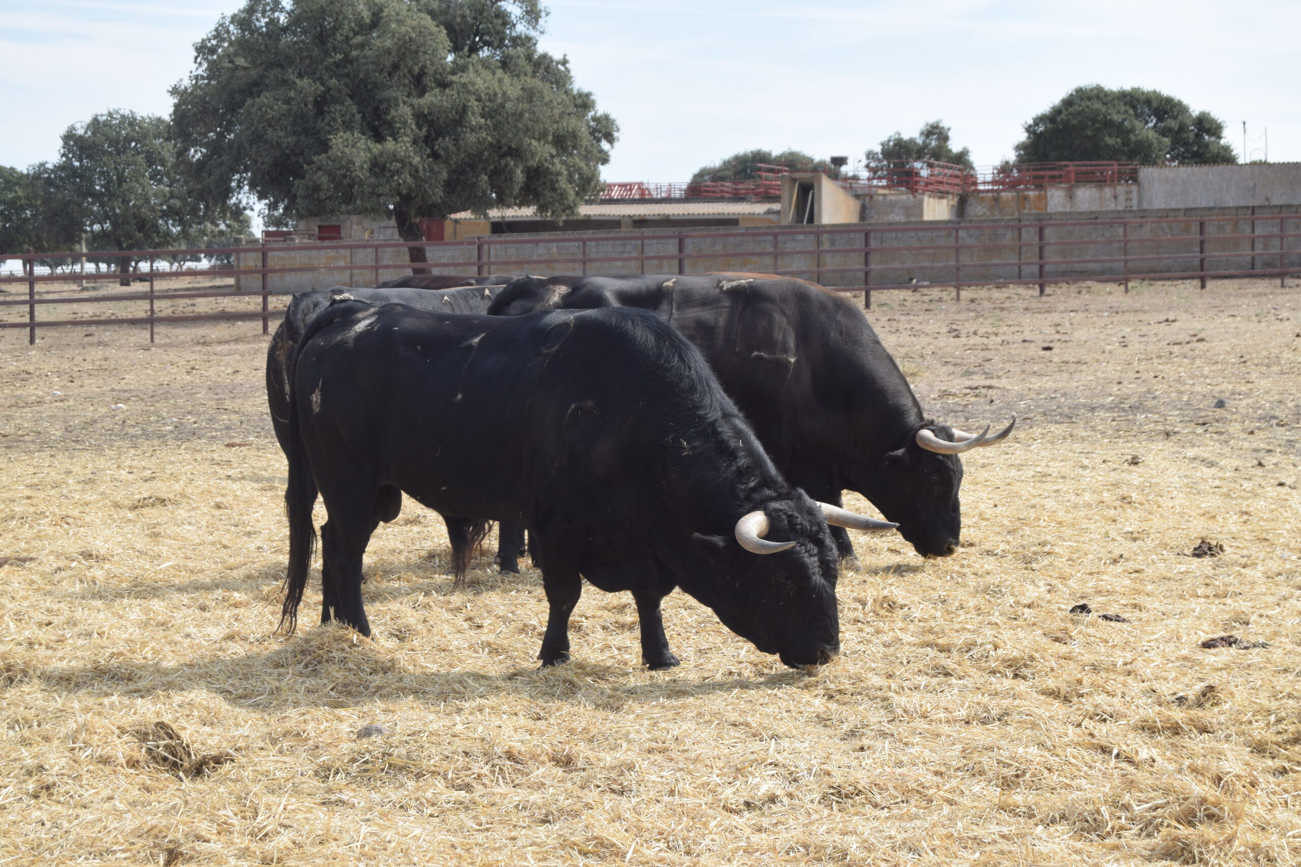 DSC_0529 copia